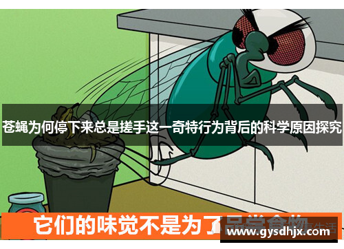 苍蝇为何停下来总是搓手这一奇特行为背后的科学原因探究
